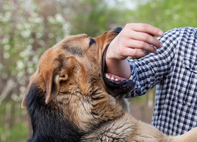 A male German shepherd bites a man by the hand.